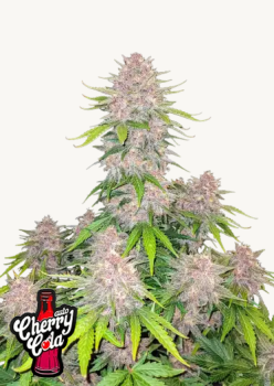 Samen 3x Cherry Cola Automatik Fast Buds